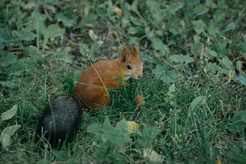 Red squirrel in the Park