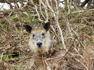 二ホンカモシカ