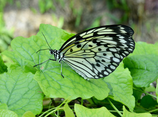 butterfly on the plant  and nature