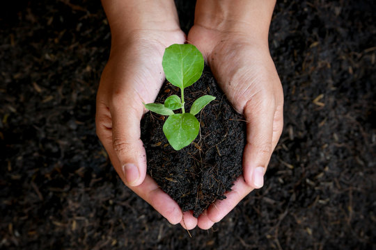 growth concept , hands are planting the seedlings into the soil