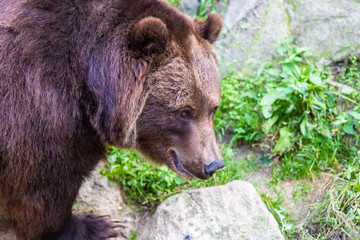 Obraz premium Bear in the forest