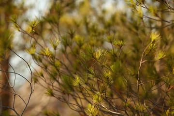 Closeup photo of green needle pine tree