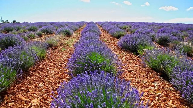 Summer landscape of lavender fields growing in rows to the horizon.