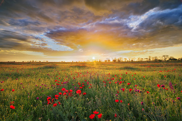 spring field with poppy flowers