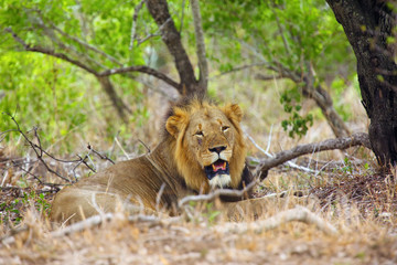The Southern lion (Panthera leo melanochaita) also as the East-Southern African lion or Eastern-Southern African lion or Panthera leo kruegeri.Big male hidden in bush.