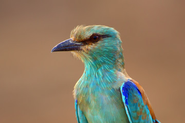 The European roller (Coracias garrulus) portrait.European roler portrait wizh brown background.