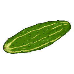 Vector Cartoon Green Cucumber