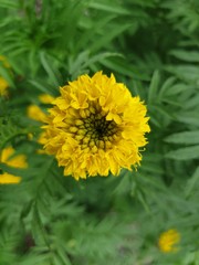 Marigold
