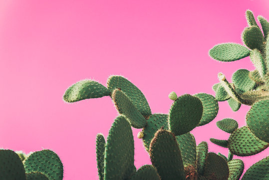 Cactus Background Pink Images – Browse 103,009 Stock Photos ...