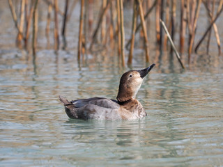 Female of Pochard Duck (Aythya ferina), in the cane thicket