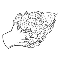 Vector Sketch Romanesco Cauliflower