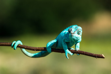 Chameleon Furcifer pardalis Ambolobe 2 years old, Madagascar endemic Panther chameleon in angry state, pure Ambilobe (Chamaeleoninae)