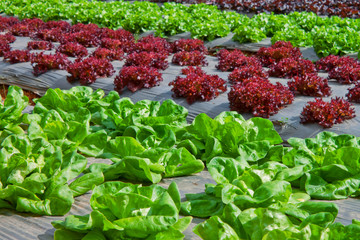 Fresh organic red leaves lettuce in the horticulture outdoor farming.