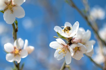 Naklejka na ściany i meble bee with almond blossom