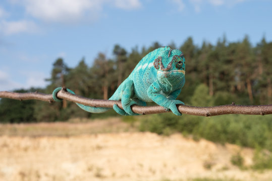 รูปภาพAntalaha เลือกดูภาพถ่ายสต็อก เวกเตอร์ และวิดีโอ157 Adobe Stock