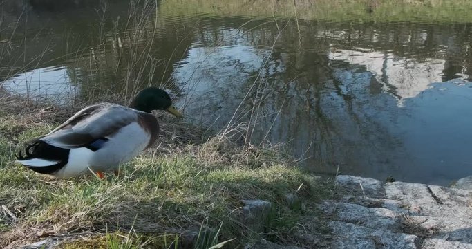 Enten an kleinem Bach 4k DCI 50p