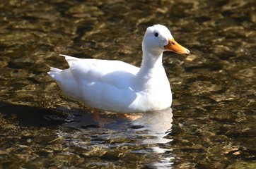 White duck swimming on a river