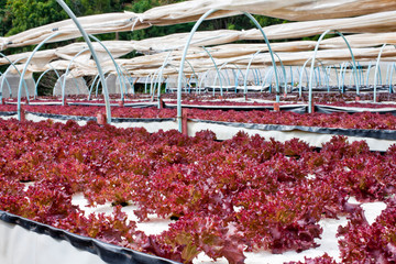 Fresh organic red leaves lettuce in the horticulture outdoor farming.