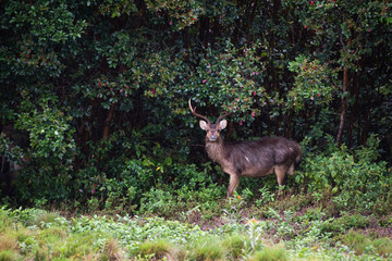 Deers of Reunion Island