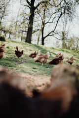 Glückliche Freiland Hühner