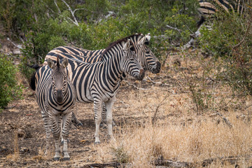 Fototapeta na wymiar Four Zebras standing in the grass.