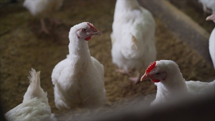 Indoors chicken farm, chicken feeding. Broilers in the barn
