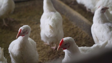Indoors chicken farm, chicken feeding. Broilers in the barn © Ruslan