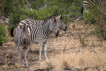 Fototapeta na wymiar Four Zebras standing in the grass.
