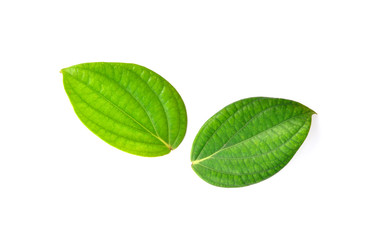 peppercorn leaves on white background