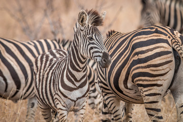 Fototapeta na wymiar Zebras standing in the long grass.