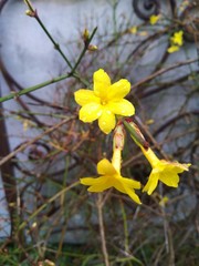 Winterjasmin Blüte