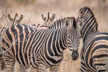 Fototapeta na wymiar Zebras standing in the long grass.