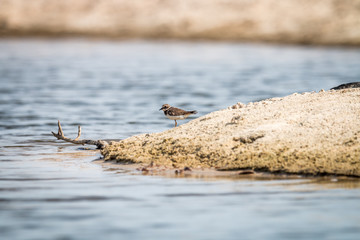 Common ringed plover standing on the beach.
