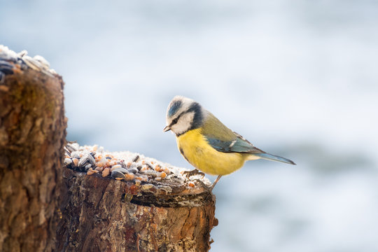 Kleine Blaumeise sucht Futter im winter