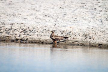 Yellow-billed kite standing in the water.