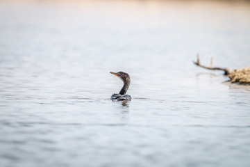 Reed cormorant swimming near the beach.