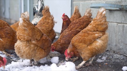 Live winter life in the yard. Chickens in the yard. Chickens in the winter on the farm. Chickens and roosters in the village in winter.