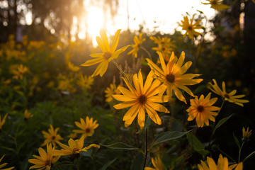 yellow flower field of sunflowers