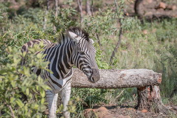 Zebra looking at the camera in Welgevonden.