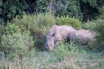 Fototapeta premium White rhino standing in the grass.