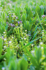 Small spring meadow flowers of white and purple color with green leaves and meadow plants