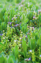 Small spring meadow flowers of white and purple color with green leaves and meadow plants