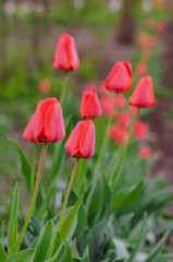 many red closed tulips in the garden bed