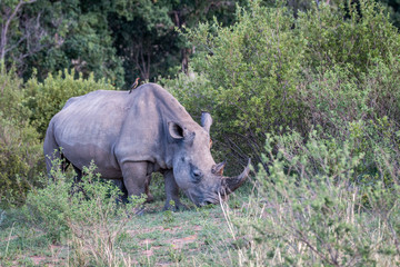 Fototapeta premium White rhino standing in the grass.