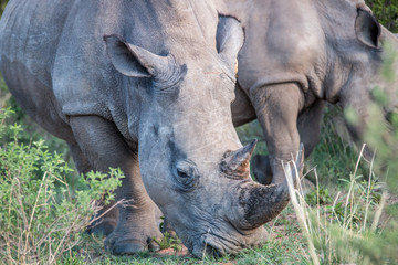 Obraz premium Close up of a White rhino in the grass.
