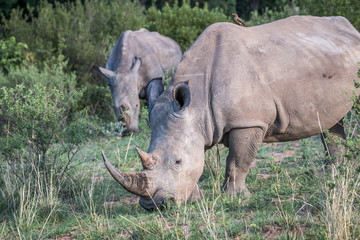 White rhino standing in the grass.