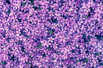 Fototapeta premium many small purple flowers buddleia with a close-up on a flowerbedм