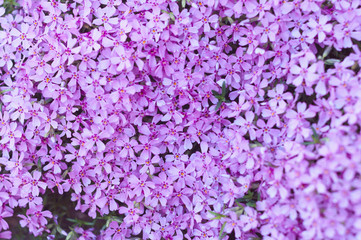 many small purple flowers buddleia with a close-up on a flowerbedм