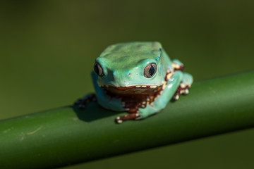 American green tree frog (Hyla cinerea)