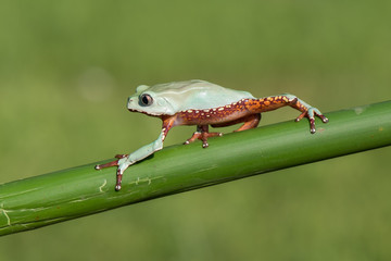 American green tree frog (Hyla cinerea)